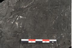 Foto (Detailansicht) von Polypodites latipernuis Ettingshausen (NHMW-GEO-2024-0188-10527)